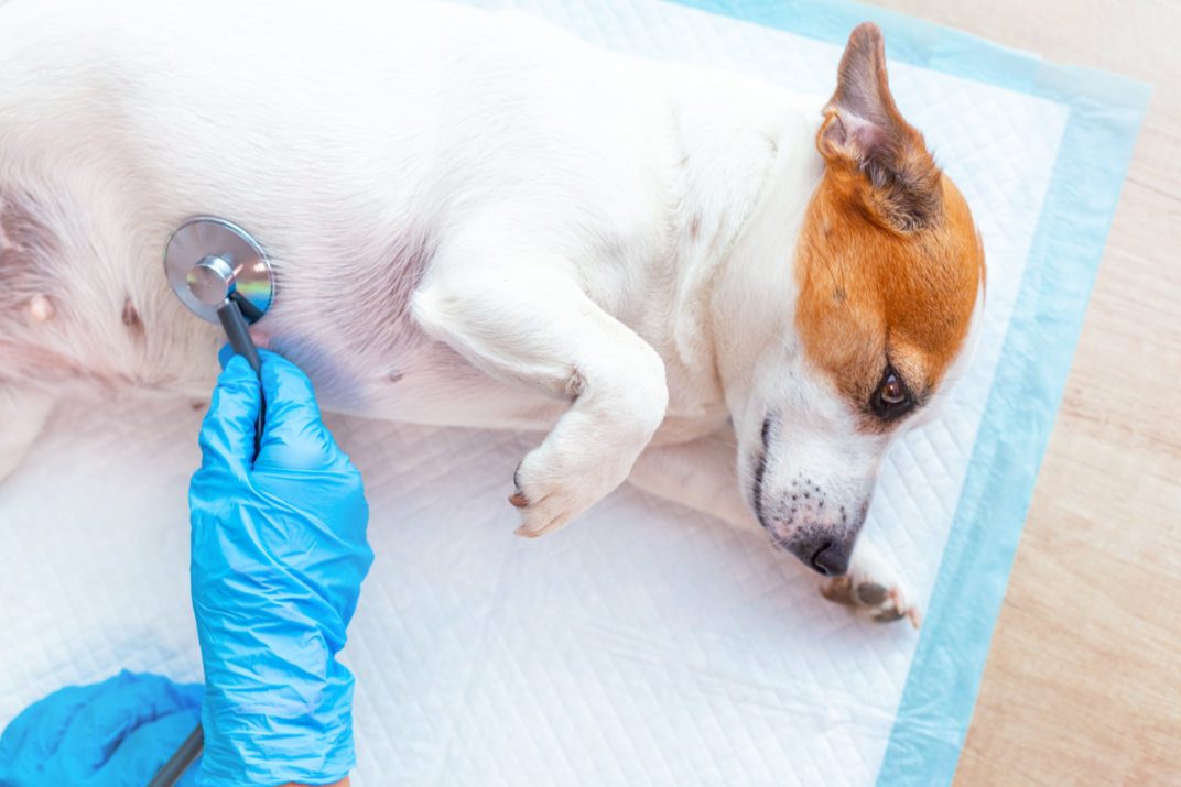 A vet doctor's hands in medical gloves examine a Jack Russell Terrier dog lying on a disposable diaper, listening for breath or heart with a stethoscope. Veterinary pet care. Close-up.